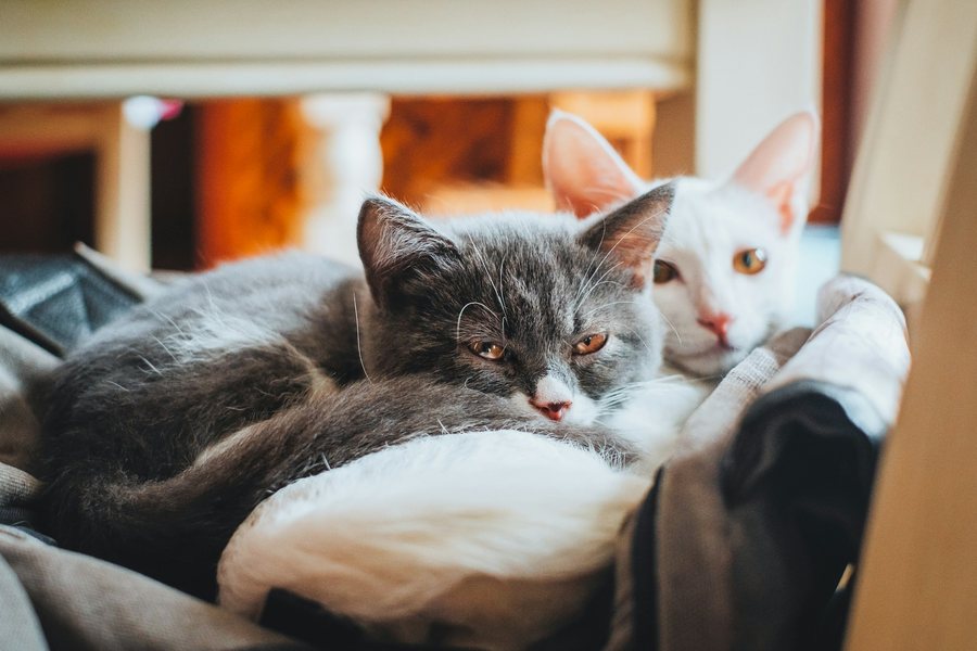 毛布の上で寄り添って休む2匹の猫