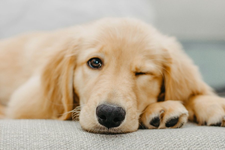 ソファで片目を閉じて休む子犬
