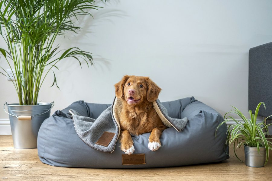 ペット用ベッドで毛布にくるまる犬