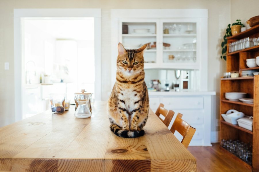 木のテーブルの上に座る猫